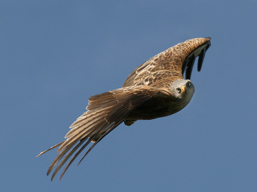 5b.  In flight